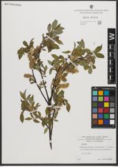 Foto von Salix L.